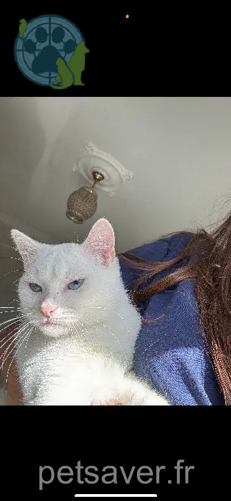 Chatte Perdue 93 Seine-Saint-Denis Chatte Perdue 93 Seine-Saint-Denis