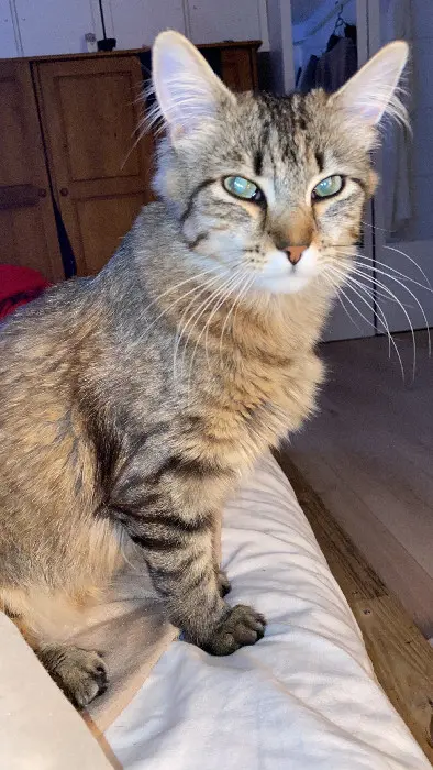 Chatte Perdue 93 Seine-Saint-Denis Chatte Perdue 93 Seine-Saint-Denis