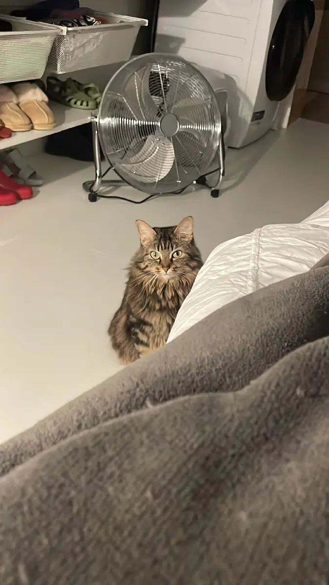 Chatte Perdue 93 Seine-Saint-Denis Chatte Perdue 93 Seine-Saint-Denis
