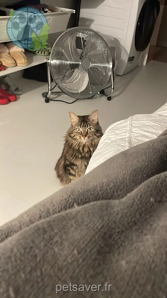 Chatte Perdue 93 Seine-Saint-Denis Chatte Perdue 93 Seine-Saint-Denis