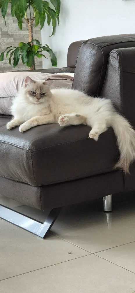 Chatte Perdue 93 Seine-Saint-Denis Chatte Perdue 93 Seine-Saint-Denis