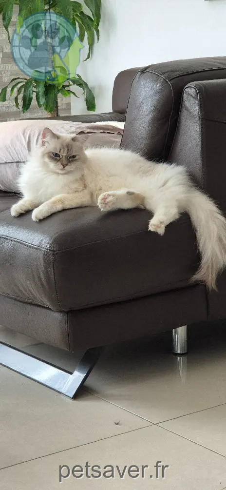 Chatte Perdue 93 Seine-Saint-Denis Chatte Perdue 93 Seine-Saint-Denis