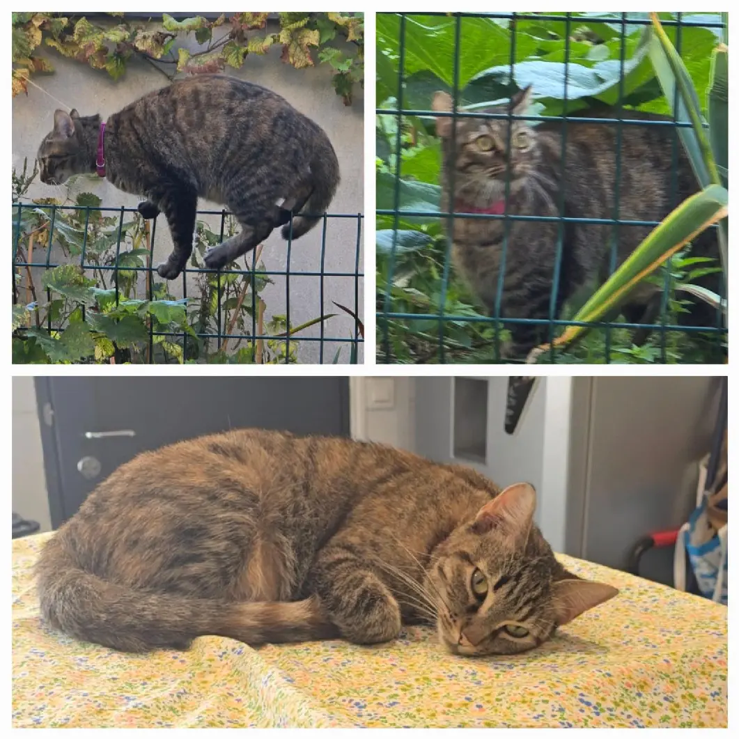 Chatte Perdue 93 Sena-Saint Denis Chatte Perdue 93 Sena-Saint Denis