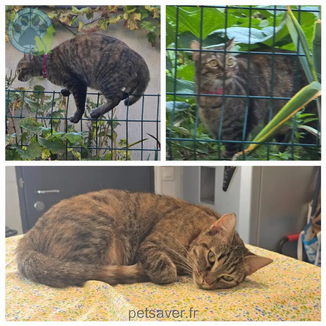 Chatte Perdue 93 Sena-Saint Denis Chatte Perdue 93 Sena-Saint Denis