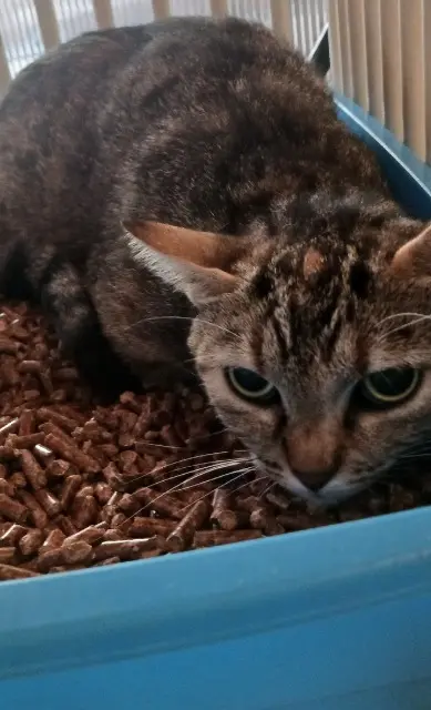 chatte lost   94230 Cachan Adélaïde