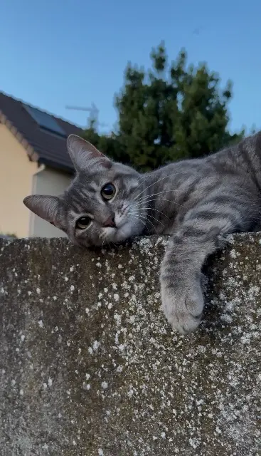 chatte lost   94190 Villeneuve-Saint-Georges Aina