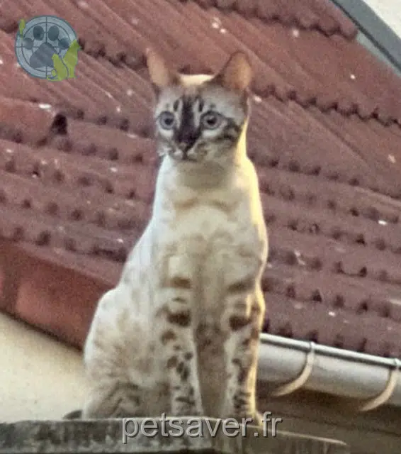 chatte lost 94450 Limeil-Brévannes Appy
