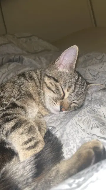 chatte lost   94000 Créteil Aria