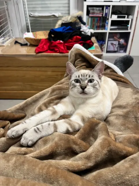 chatte lost   94800 Villejuif Athena