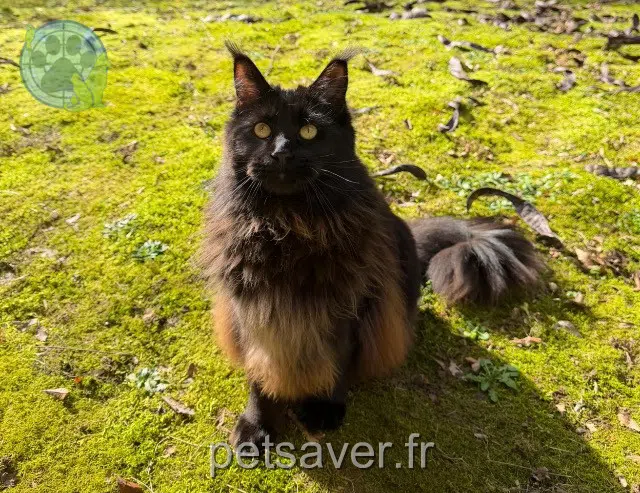 chatte lost   94430 Chennevières-sur-Marne Athena