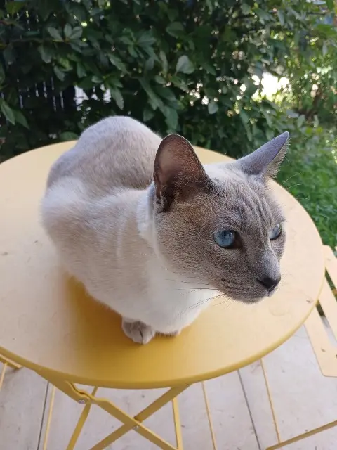chatte lost   94360 Bry-sur-Marne Augustine