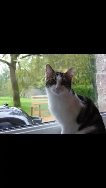 cat lost 94350 Villiers-sur-Marne Ava cat lost 94350 Villiers-sur-Marne Ava
