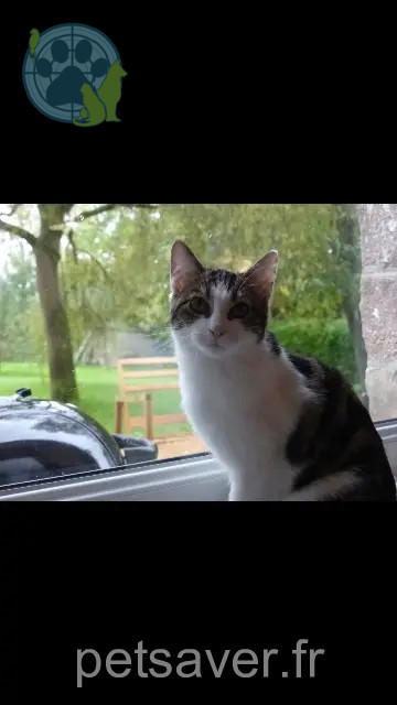 gata perdida 94350 Villiers-sur-Marne Ava gata lost 94350 Villiers-sur-Marne Ava
