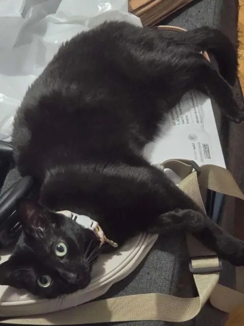 chatte lost   94410 Saint-Maurice Bagheera