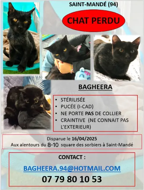 chatte lost   94160 Saint-Mandé Bagheera