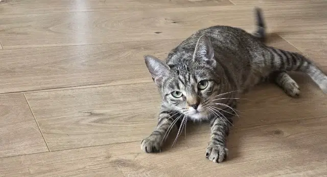 chatte lost   94270 Le Kremlin-Bicêtre Belette