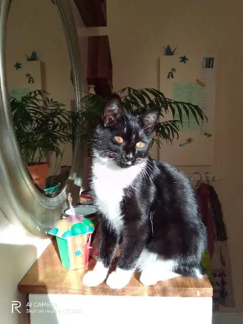 chatte lost   94800 Villejuif Bella