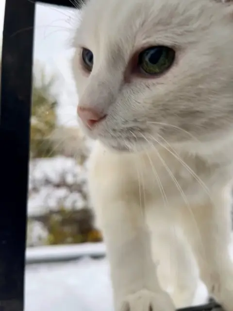 chatte lost    Saint-Maur-des-Fossés Blanche