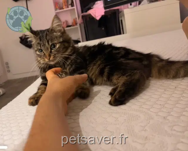 chatte lost   94600 Choisy-le-Roi Blue