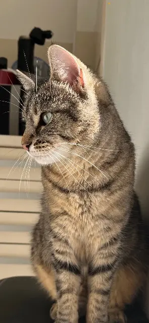 chatte lost    Saint-Maur-des-Fossés Blue