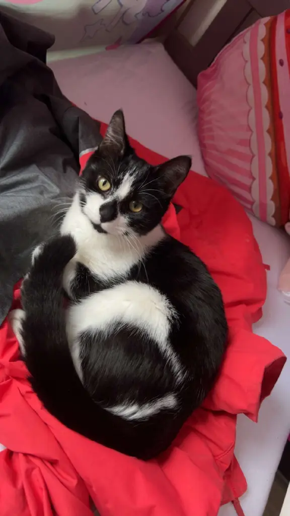 Chatte Perdue 94 Val-de-Marne - Boubou Chatte Perdue 94 Val-de-Marne - Boubou