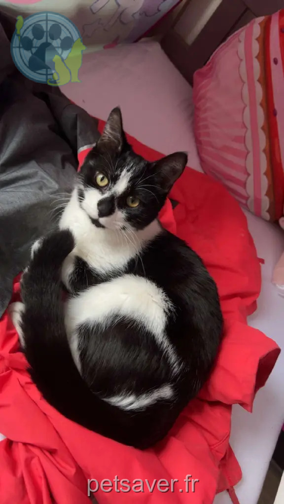 Chatte Perdue 94 Val-de-Marne - Boubou Chatte Perdue 94 Val-de-Marne - Boubou
