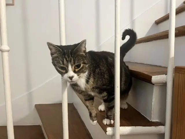 chatte lost    Saint-Maur-des-Fossés Bouboule