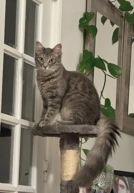 chatte lost   94190 Villeneuve-Saint-Georges Cali