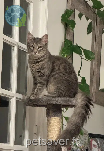cat lost 94190 Villeneuve-Saint-Georges Cali cat lost 94190 Villeneuve-Saint-Georges Cali
