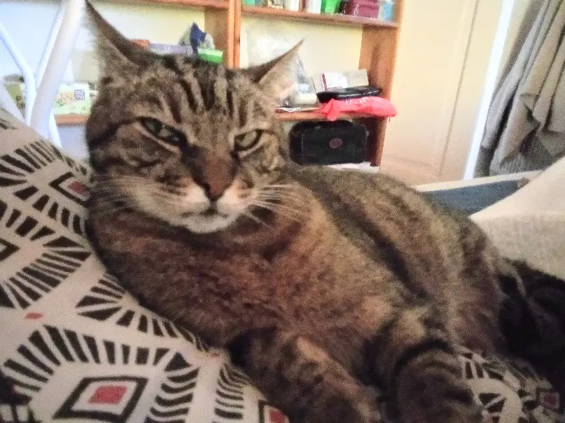 Chatte Perdue 94 Val-de-Marne - Caline Chatte Perdue 94 Val-de-Marne - Caline