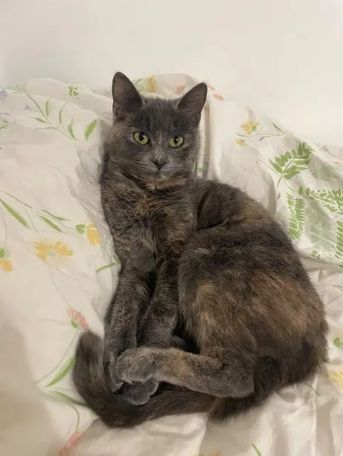 chatte lost    Saint-Maur-des-Fossés Chouchoune