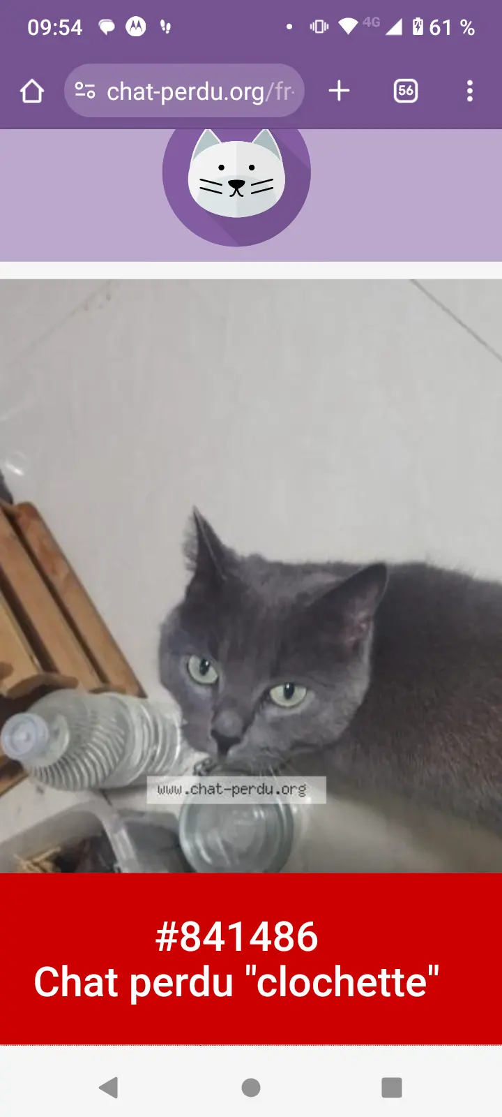 Chatte Perdue 94 Val-de-Marne - Clochette Chatte Perdue 94 Val-de-Marne - Clochette
