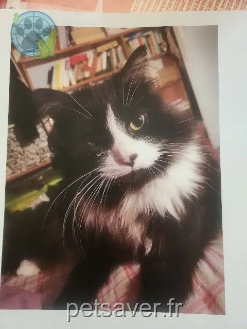 chatte lost   94200 Ivry-sur-Seine Compote