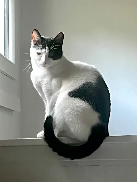 chatte lost   94440 Marolles-en-Brie Couche