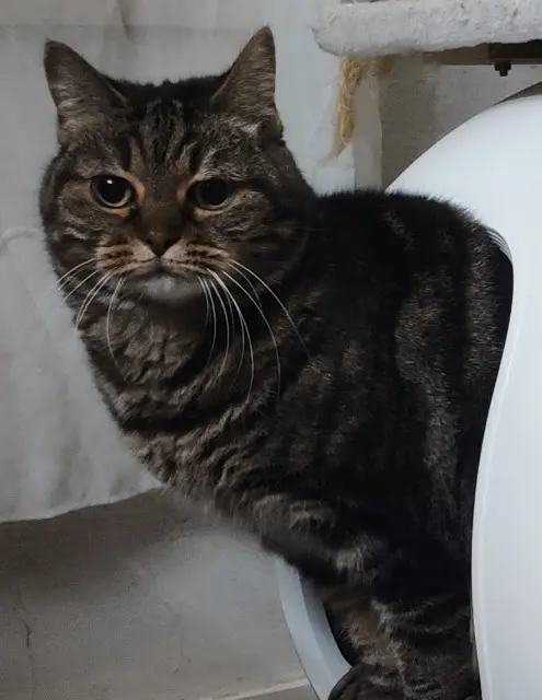 chatte lost   94220 Charenton-le-Pont Criquette