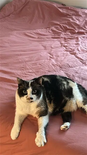 chatte lost   94700 Maisons-Alfort Dune