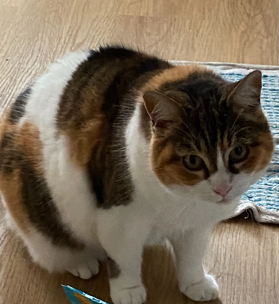 chatte lost    Saint-Maur-des-Fossés FLAMME