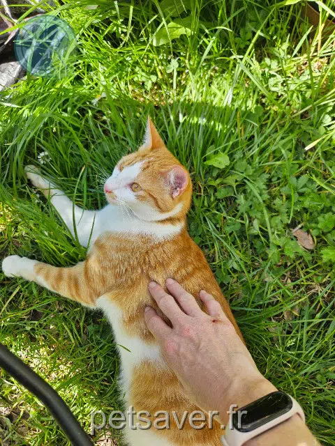 cat lost 94260 Fresnes Flora cat lost 94260 Fresnes Flora
