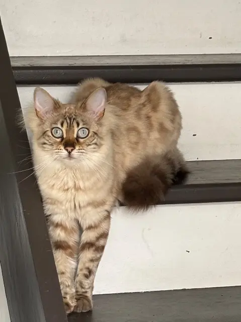 chatte lost   94500 Champigny-sur-Marne Foly