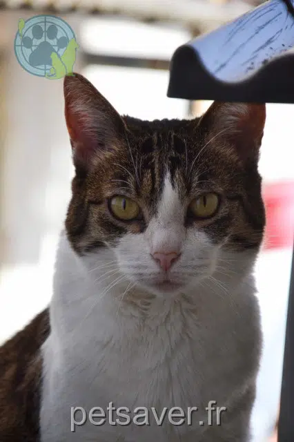 chatte lost   94360 Bry-sur-Marne Gentiane