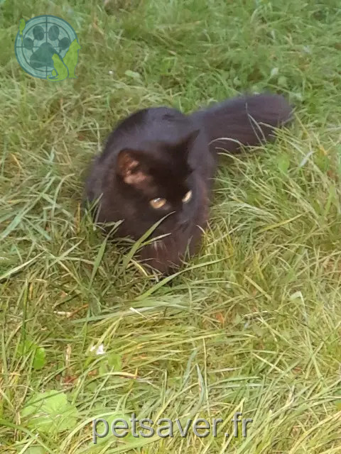 chatte lost   94450 Limeil-Brévannes Gervais Guettari