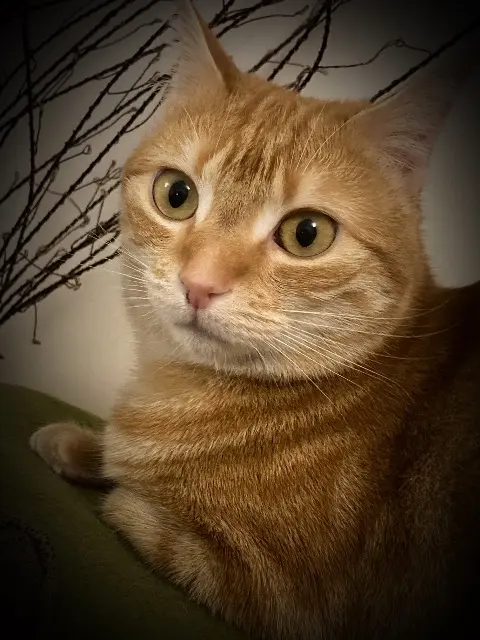 chatte lost   94500 Champigny-sur-Marne Gina