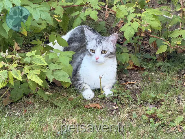 chatte lost   94500 Champigny-sur-Marne Guia
