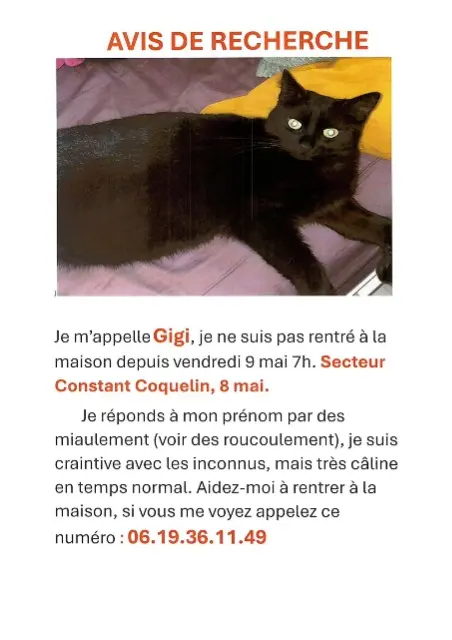 chatte lost   94400 Vitry-sur-Seine Gygy
