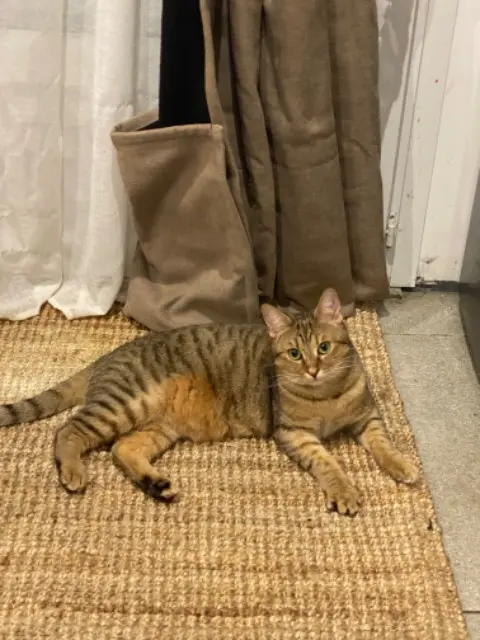 chatte lost   94400 Vitry-sur-Seine Havana