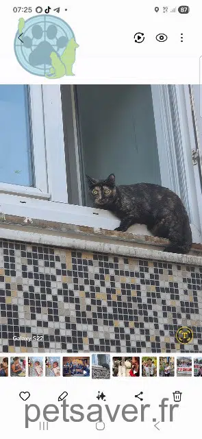 chatte lost 94400 Vitry-sur-Seine Hinata