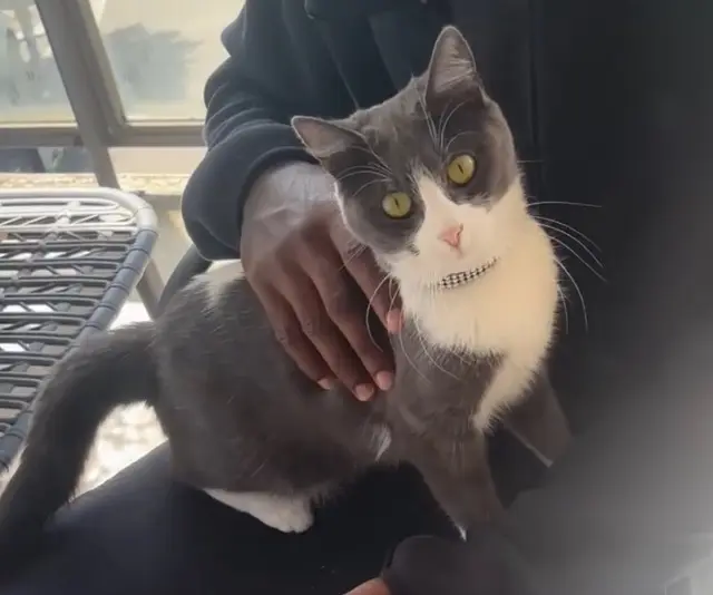 chatte lost   94230 Cachan Hip