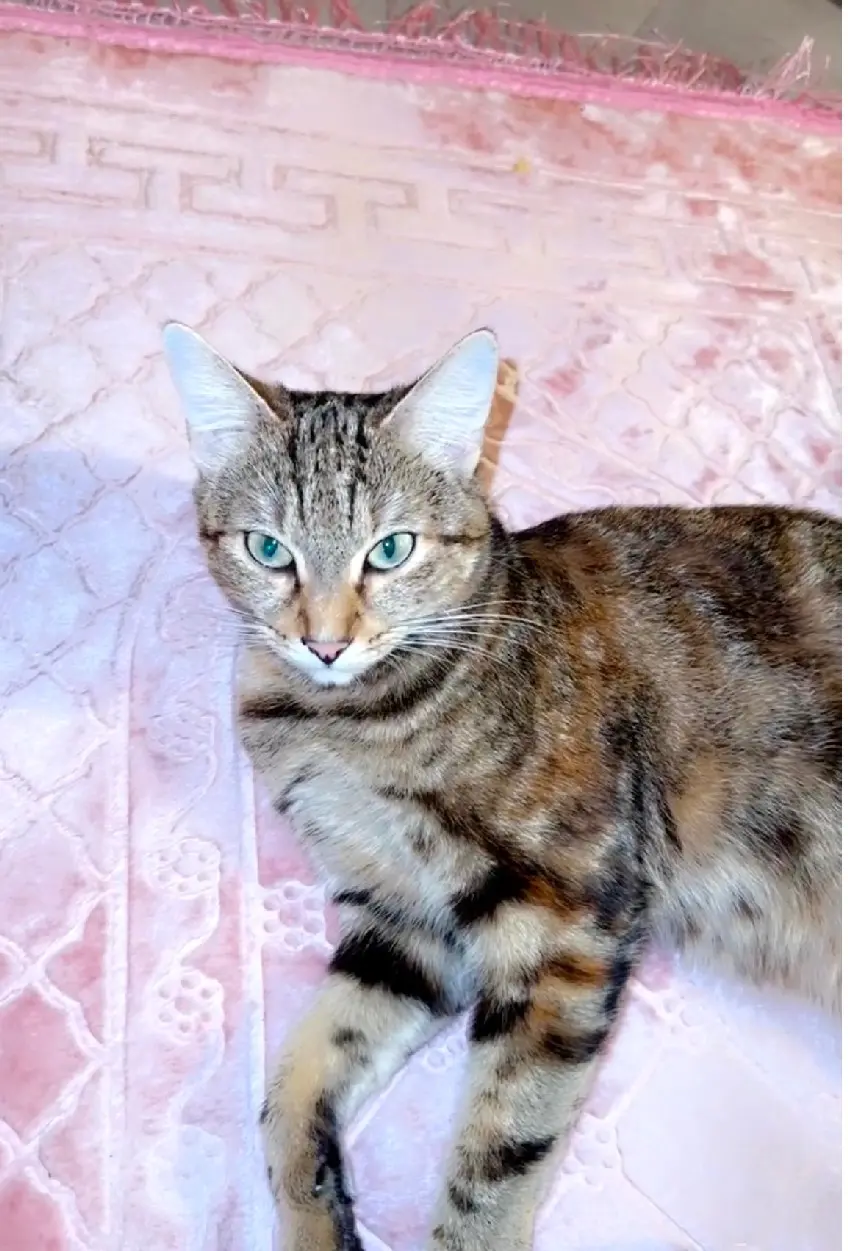 Chatte Perdue 94 Val-de-Marne Chatte Perdue 94 Val-de-Marne