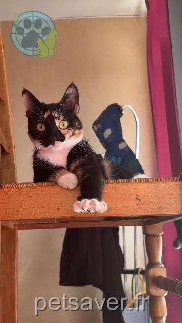 chatte lost   94500 Champigny-sur-Marne Iris