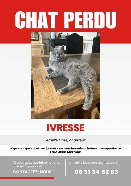 cat lost    Saint-Maur-des-Fossés Ivresse